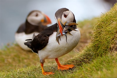 Birdwatching in the Faroe Islands