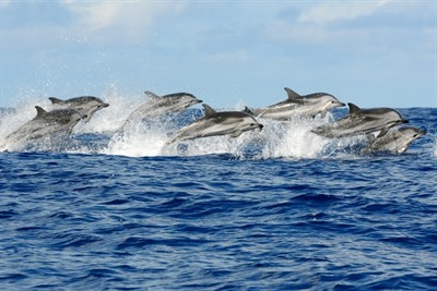 Azores