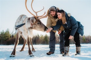 Reindeer - Lapland