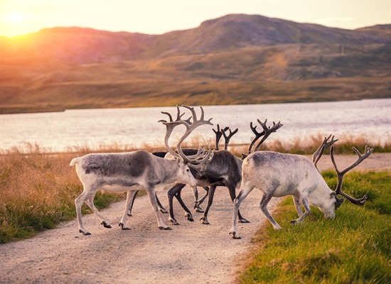 Lapland Family Summer Break